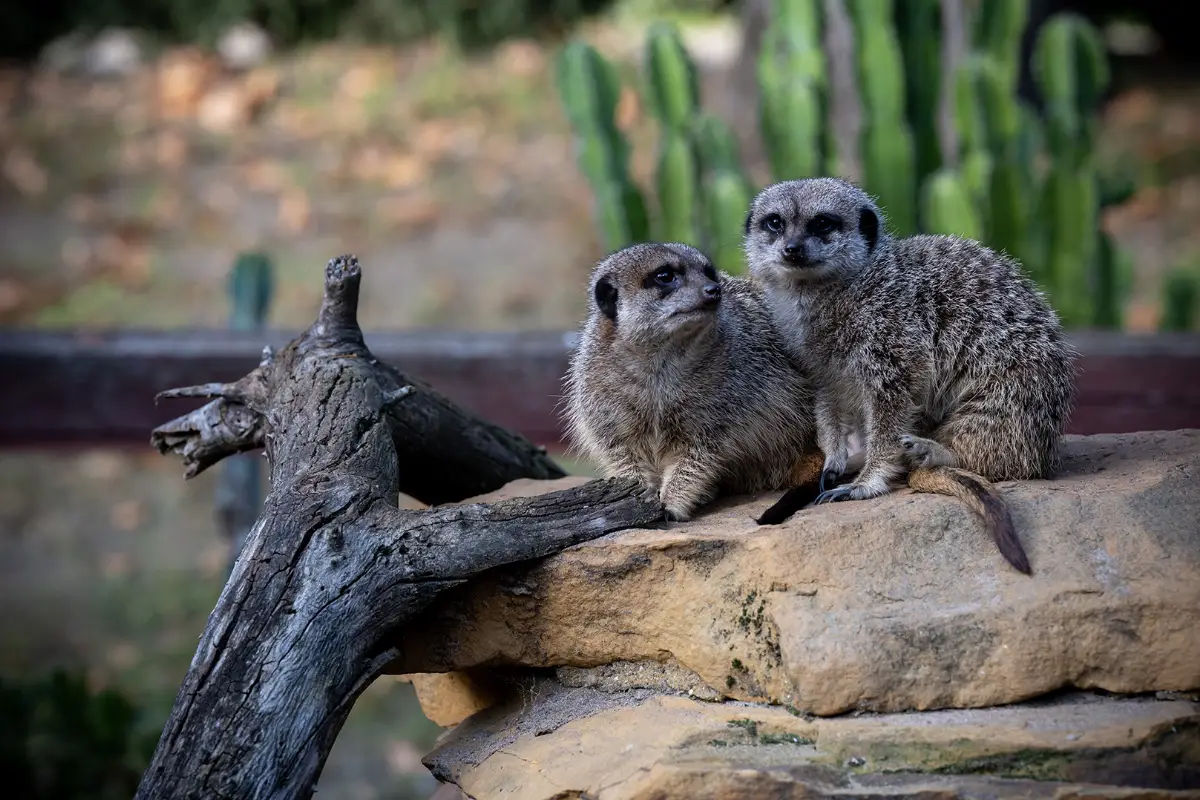 Światowy Dzień Zwierząt w Odnowionym Ogrodzie Zoobotanicznym w Toruniu