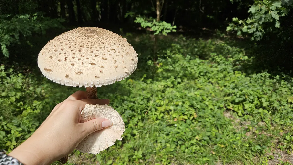 Zasady Bezpiecznego Grzybobrania