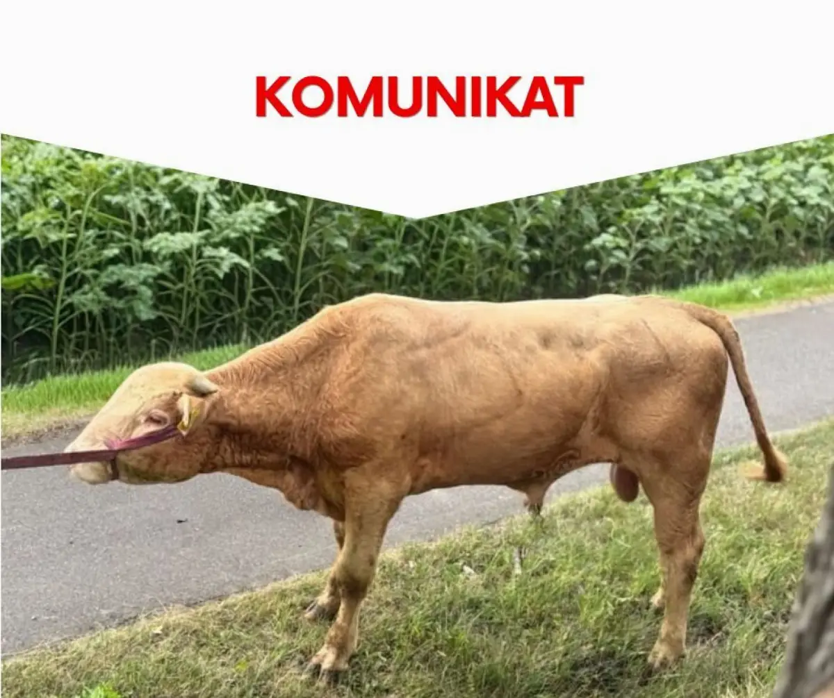 Apel do mieszkańców powiatu toruńskiego w sprawie byków rasy Limousine