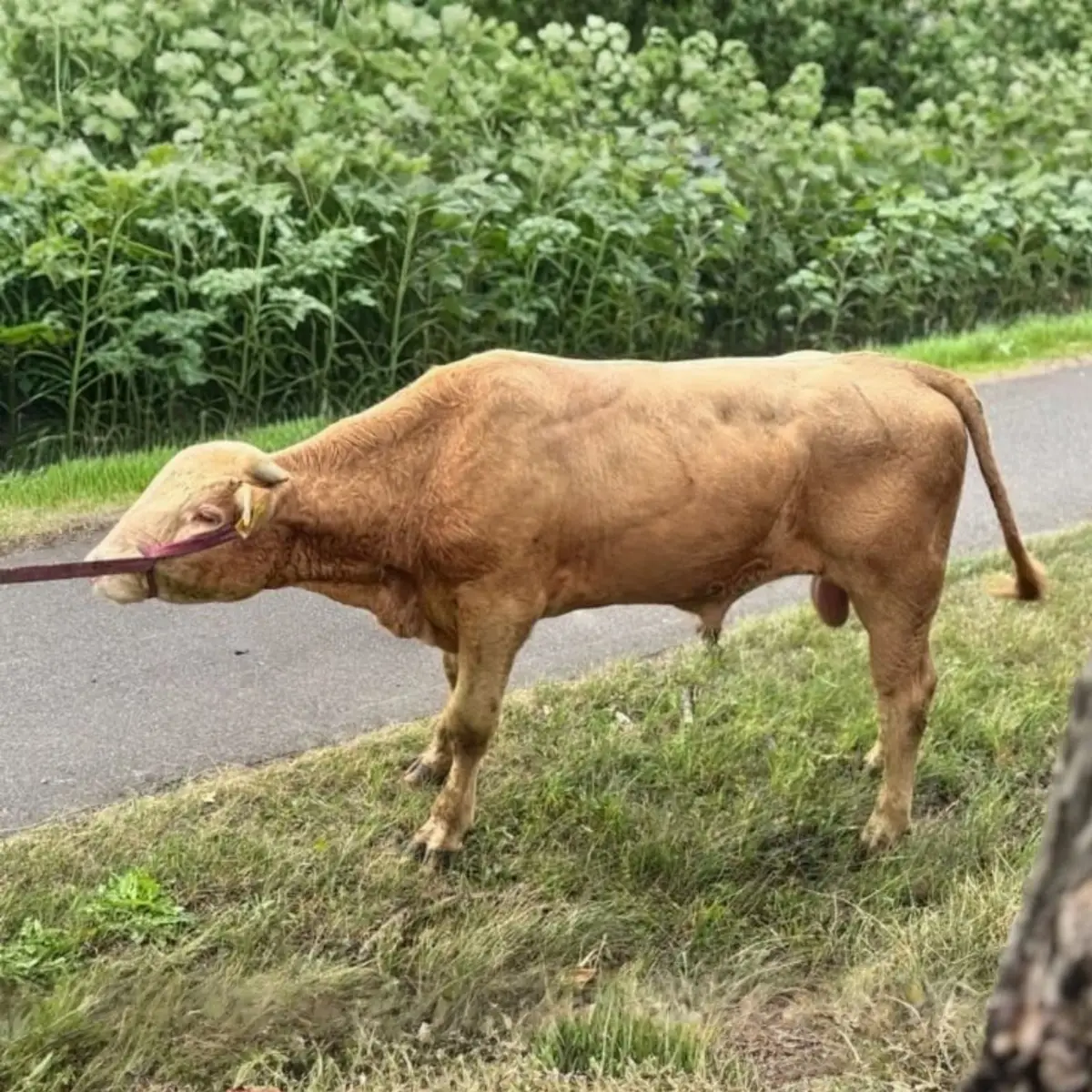 Apel o pomoc w lokalizacji uciekłych bydła w powiecie toruńskim